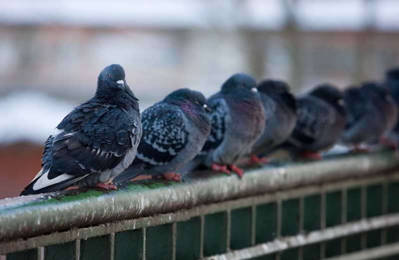 pigeons