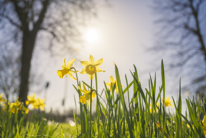 Spring Letting Spring Into Success: A Landlord's Guide To Preparing For Spring Lettings
