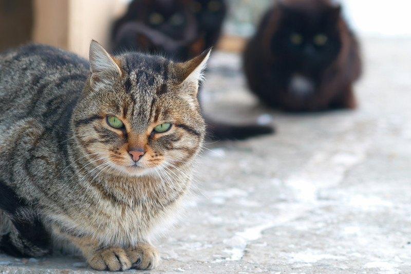 homesless pets and animals